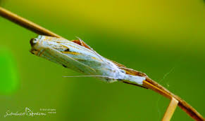 Attēlu rezultāti vaicājumam “Crambus lathoniellus”