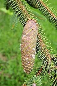 Attēlu rezultāti vaicājumam “Picea abies fo. virgata”