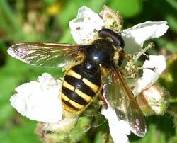 Attēlu rezultāti vaicājumam “Sericomyia sp.”