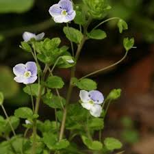 Attēlu rezultāti vaicājumam “Veronica filiformis bud”