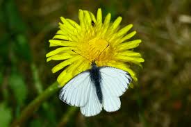 Attēlu rezultāti vaicājumam “Pieris napi male”