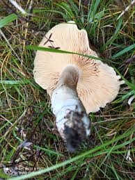 Attēlu rezultāti vaicājumam “Lactarius lygniotus”