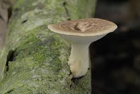 Attēlu rezultāti vaicājumam “Polyporus tuberaster”