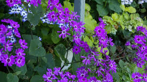 Attēlu rezultāti vaicājumam “Cribraria aurantiaca stalked”