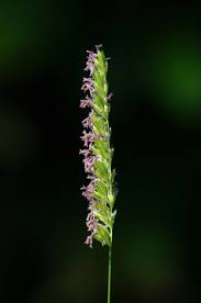 Attēlu rezultāti vaicājumam “Cynosurus cristatus flower”