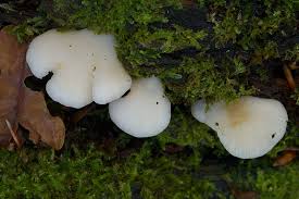 Attēlu rezultāti vaicājumam “Crepidotus applanatus”