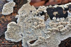 Attēlu rezultāti vaicājumam “Irpex lacteus”