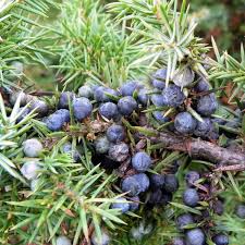 Attēlu rezultāti vaicājumam “Juniperus communis fruit”