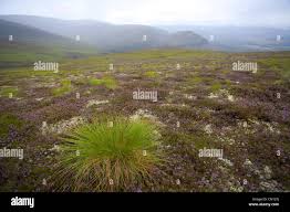 Attēlu rezultāti vaicājumam “Trichophorum cespitosum fruit”