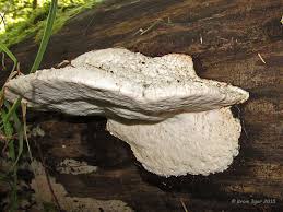 Attēlu rezultāti vaicājumam “Aurantiporus fissilis”