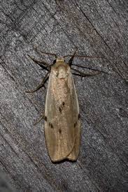 Attēlu rezultāti vaicājumam “Pelosia muscerda”