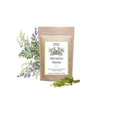 Image result for Artemisia annua