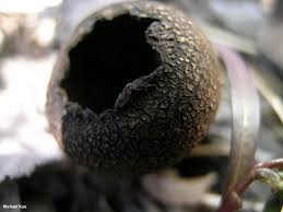 Attēlu rezultāti vaicājumam “Craterium minutum spores”