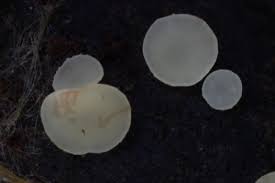 Attēlu rezultāti vaicājumam “Hymenoscyphus imberbis”