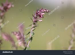 Attēlu rezultāti vaicājumam “Odontites vulgaris flower”