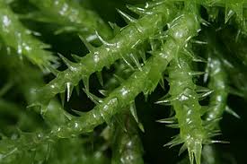 Attēlu rezultāti vaicājumam “Sphagnum squarrosum”