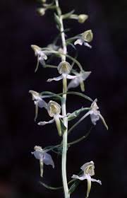 Attēlu rezultāti vaicājumam “Platanthera chlorantha flower”