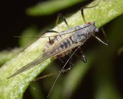 Attēlu rezultāti vaicājumam “Macrosiphoniella absinthii”