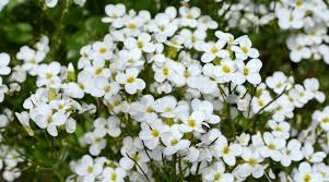 Image result for Alyssum diffusum