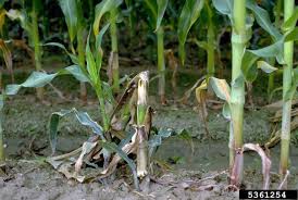 Attēlu rezultāti vaicājumam “Stemonitopsis hyperopta stalked”