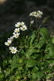 Attēlu rezultāti vaicājumam “Erophila verna”