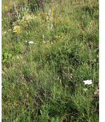 Attēlu rezultāti vaicājumam “Silene wolgensis”