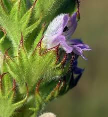Image result for Euphrasia stricta