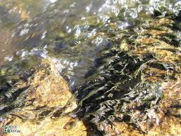 Attēlu rezultāti vaicājumam “Lemanea fluviatilis”