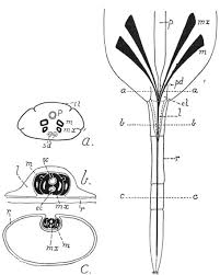 Attēlu rezultāti vaicājumam “Blepharidopterus angulatus imago”