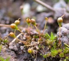 Attēlu rezultāti vaicājumam “Rhynchostegiella tenella macro”