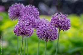 Attēlu rezultāti vaicājumam “Allium holandicum flower”