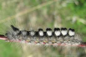 Attēlu rezultāti vaicājumam “Gynaephora selenitica”