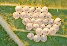 Attēlu rezultāti vaicājumam “Pentatomidae eggs”