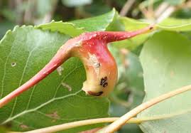 Attēlu rezultāti vaicājumam “Pemphigus borealis”