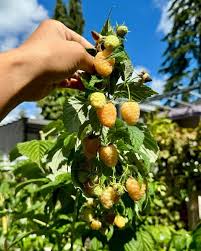 Attēlu rezultāti vaicājumam “Rubus idaeus fruit”