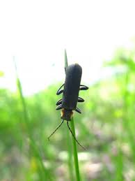 Attēlu rezultāti vaicājumam “Cantharis obscura”