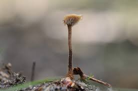 Attēlu rezultāti vaicājumam “Auriscalpium vulgare”