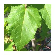 Attēlu rezultāti vaicājumam “Acer tataricum leaf”