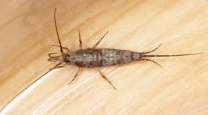 Attēlu rezultāti vaicājumam “Machilidae”