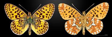 Attēlu rezultāti vaicājumam “Clossiana euphrosyne”