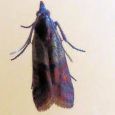 Attēlu rezultāti vaicājumam “Plodia interpunctella”