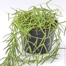 Image result for Alonsoa linearis