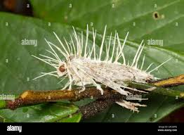 Attēlu rezultāti vaicājumam “Cordyceps polyarthra”