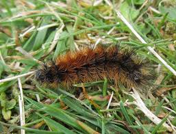 Attēlu rezultāti vaicājumam “Parasemia plantaginis female”