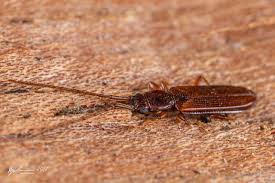 Attēlu rezultāti vaicājumam “Silvanidae”