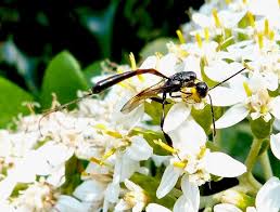 Attēlu rezultāti vaicājumam “Gasteruption jaculator”
