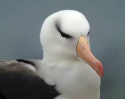 Image result for Thalassarche melanophris