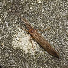 Attēlu rezultāti vaicājumam “Potamophylax”