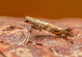 Attēlu rezultāti vaicājumam “Gracillaria syringella larva”