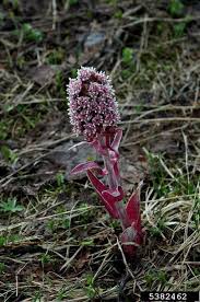 Image result for Petasites officinalis